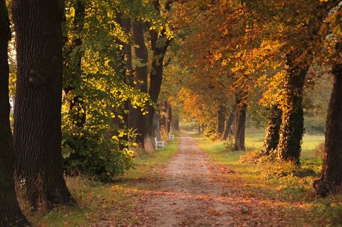 Baumallee im Herbst. Foto: Pixabay